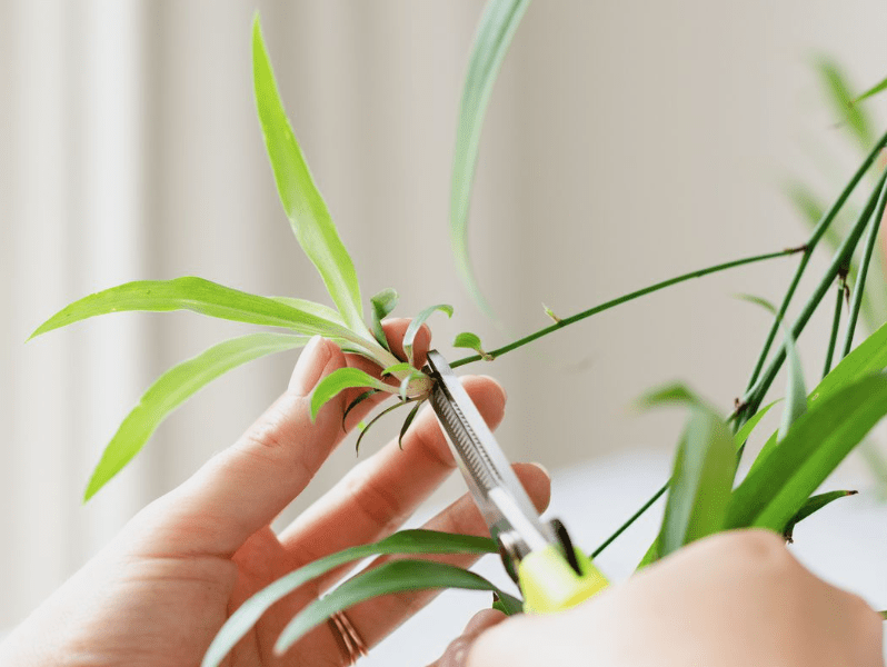 Pruning Curly Spider Plant with yellow scissors